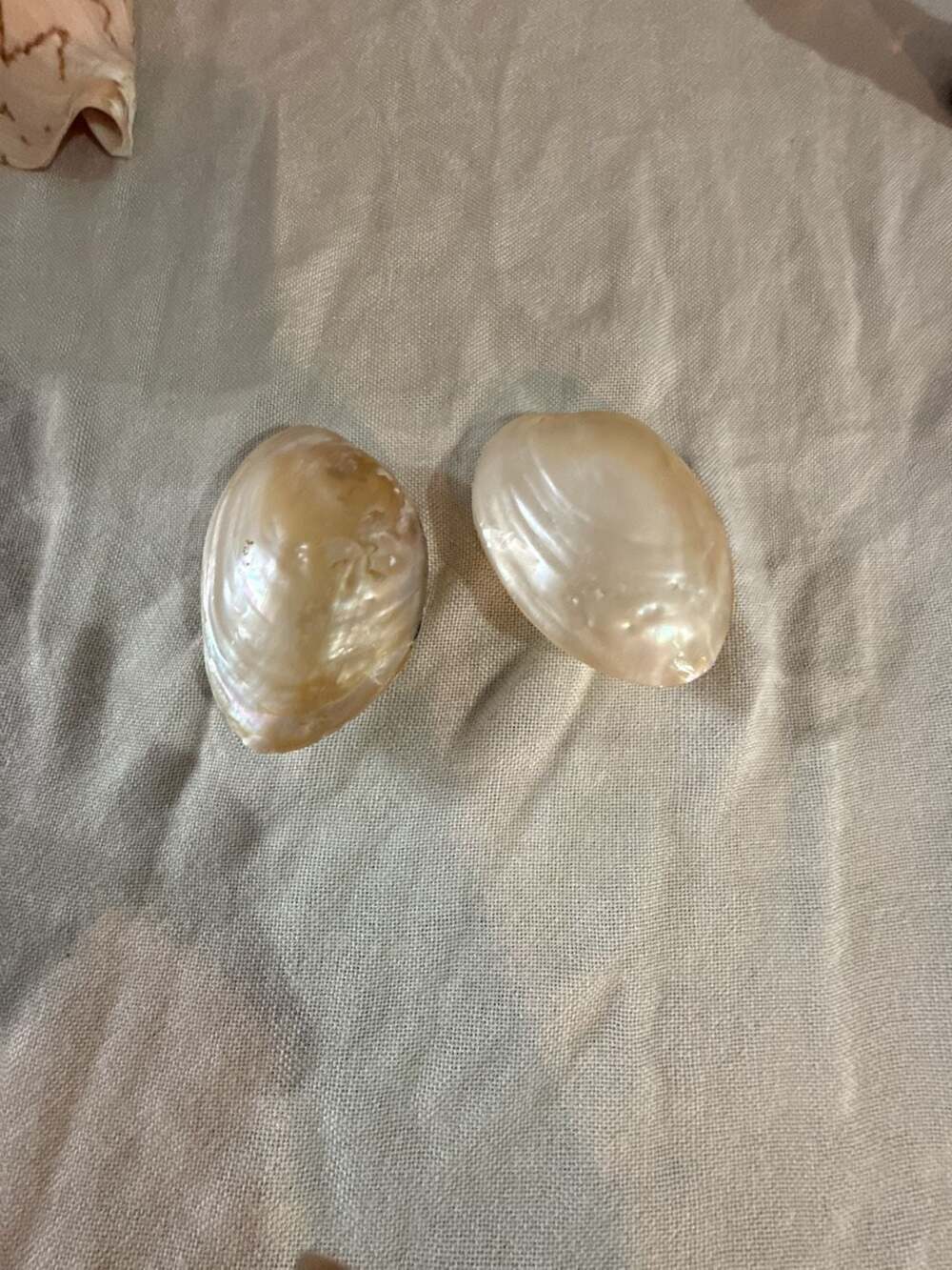 Natural Polished Golden Mother of Pearl Mussel Shell Pair Decor